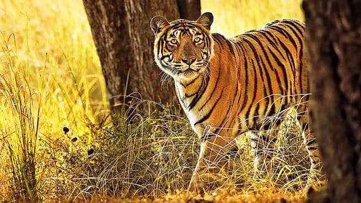 SUJAN-Sher-Bagh-2
